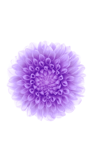 Purple flower white background black - affinity photo free wallpaper
