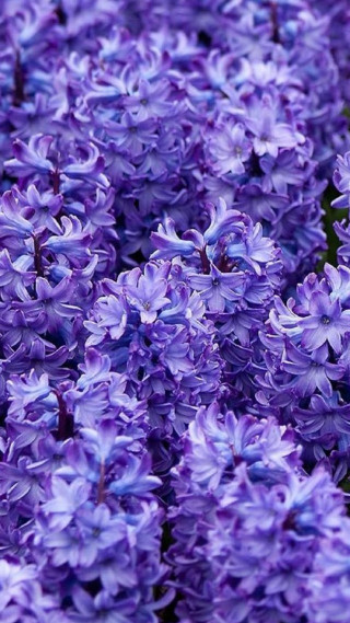 Purple flowers in the grass - boetius adamsz bolswert free wallpaper