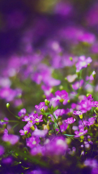 Purple flowers blooming grass blurry - florianne becker free wallpaper