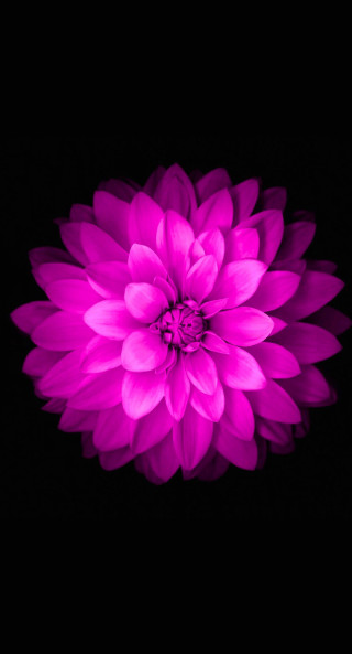 Purple flower dark background black 2 - computer art free wallpaper
