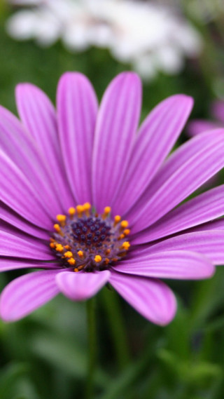 Purple flower white background green - purple free wallpaper