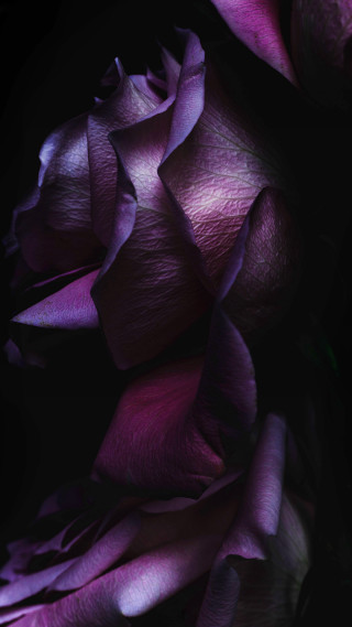 Purple flower closeup black background - a purple flower free wallpaper