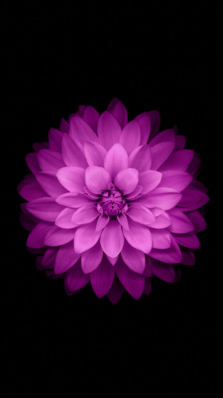 Purple flower white center dark 2 - bourgeoi free wallpaper