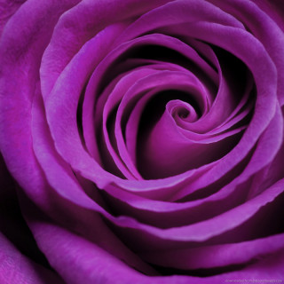 Purple rose macro black white - a white center free wallpaper