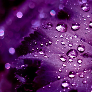 Purple flower water droplets petals - purple free wallpaper