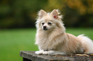 Small dog wooden bench park - grass and trees free wallpaper
