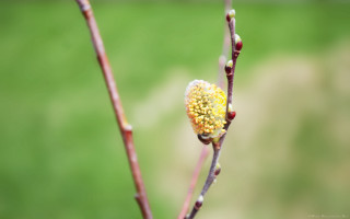 Yellow flower tree branch sun - small free wallpaper