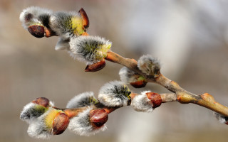 Branch buds leaves springtime nature - a blurry background of leaves free wallpaper