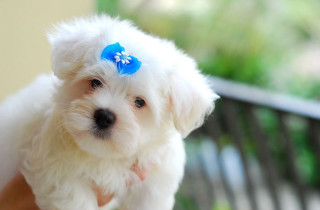 Small white dog blue bow - chang daichien free wallpaper