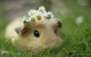 Small animal flower hair grass - impressionist free wallpaper
