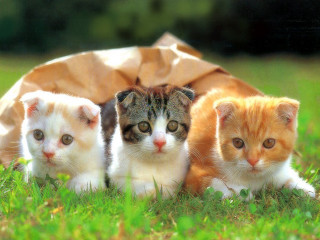 Three kittens grass brown bag - brown free wallpaper