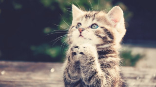 Kitten standing pawing camera wide - its hind leg free wallpaper