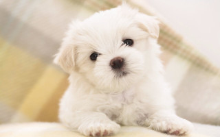 Small white dog couch pillow - chang daichien free wallpaper