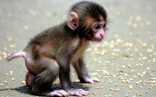 Small monkey beach grain sandy - a small monkey free wallpaper