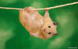 Hamster upside down hanging rope - its paw free wallpaper