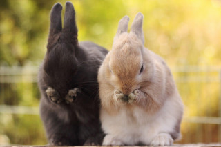 Two rabbits sitting table caged - purism free wallpaper
