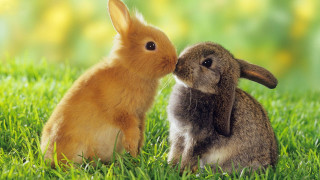 Rabbit kissing noses grass image 3 - cute free wallpaper for desktop