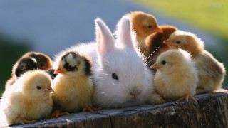 Chickens bunny wooden post white - a wooden post free wallpaper