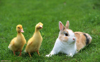 Rabbit ducks sitting grass together - the camera and the other free wallpaper