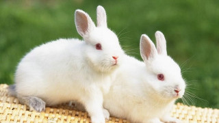 Two white rabbits bamboo mat - the camera and the other free wallpaper