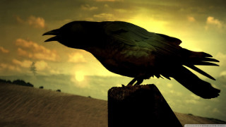 Black bird wooden post cloudy - cloudy free wallpaper