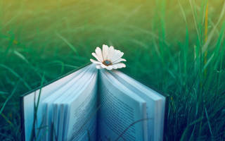 Book flower grass magical realism - a blurry background of grass and grass free wallpaper