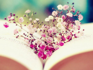 Book flowers cherryblossoms hanami moon - a book free wallpaper