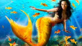 Woman bikini swimming ocean fish - fish free wallpaper