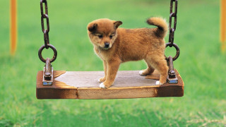 Small dog wooden swing park - tiny free wallpaper