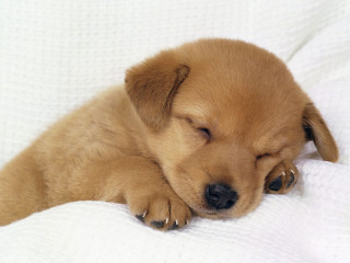 Small brown puppy sleeping white - free animals wallpaper