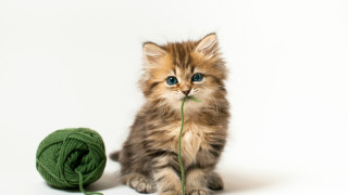 Kitten yarn floor green ball - a cross stitch free wallpaper