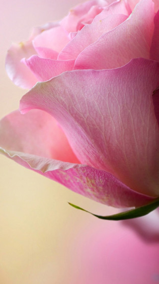 Pink rose vase water yellow - a pink rose free wallpaper