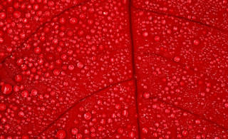Red leaf water drops macro 4 - a red leaf free wallpaper