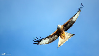 Large bird prey flying wings - arie smit free wallpaper