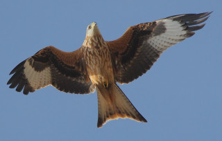 Large bird prey flying wings 2 - arie smit free wallpaper