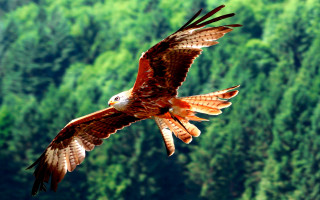 Bird flying lush green forest - hillside free wallpaper