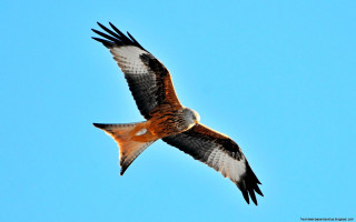 Bird flying blue sky white 2 - a blue sky background free wallpaper