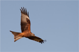 Bird flying sky puzzle wildlife - arie smit free wallpaper