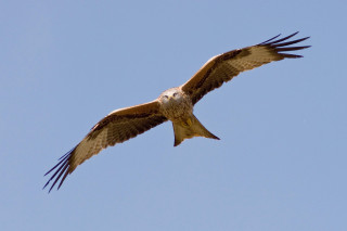 Large bird flying blue sky 8 - bird free wallpaper