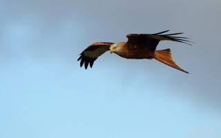 Bird flying sky background wings - arie smit free wallpaper