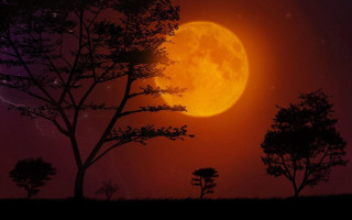 Full moon trees night sky - the night sky free wallpaper