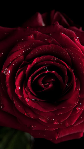 Red rose water droplet rococo - arie smit free wallpaper