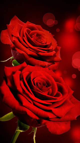 Two red roses table red - two red rose free wallpaper