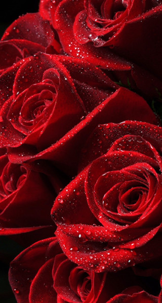 Red roses water droplets night - water droplet free wallpaper