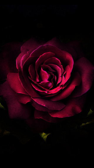 Red rose lit dark petals - arie smit free wallpaper