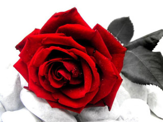 Red rose water droplets snow - rose free wallpaper