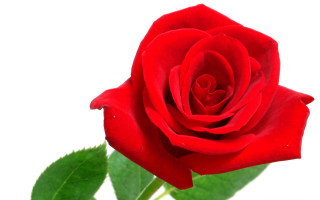 Red rose green leaves white - a white background behind free wallpaper