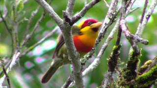Colorful bird tree branch forest 5 - moss free wallpaper