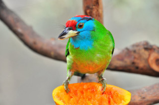 Colorful bird fruit branch beach - rich vivid color free wallpaper
