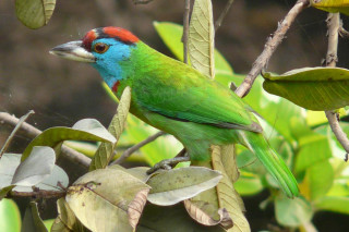 Colorful bird perched tree branch 8 - male free wallpaper